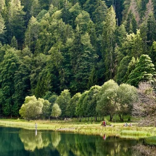 black forest (3)