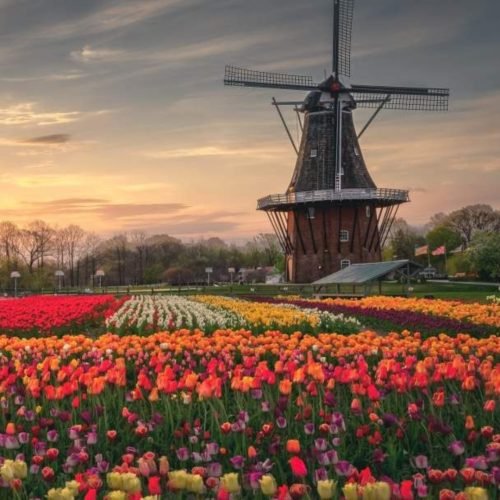 holland (4)